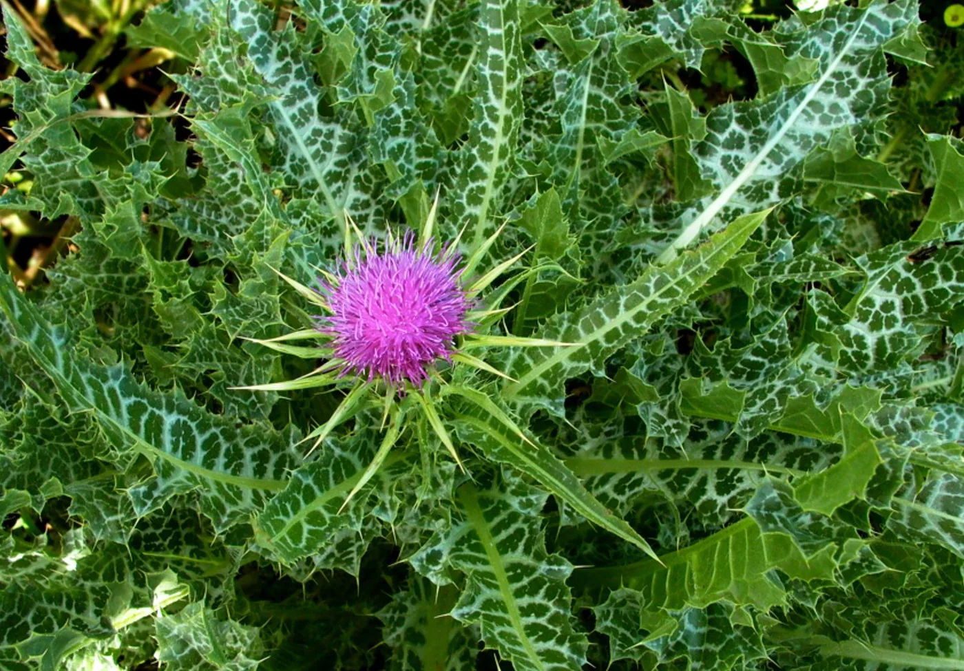Milk thistle (Silybum marianum) in flower, the plant that yields silymarin.